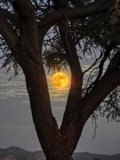 Joyce_03 Harvest Super Moon.jpg.jpg